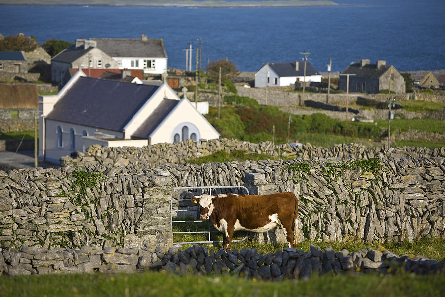 Cow, Aran Islands, Ireland Digital Art by Douglas Pearson - Fine Art ...