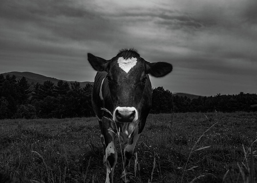Cow Photograph - Cow by Bob Orsillo