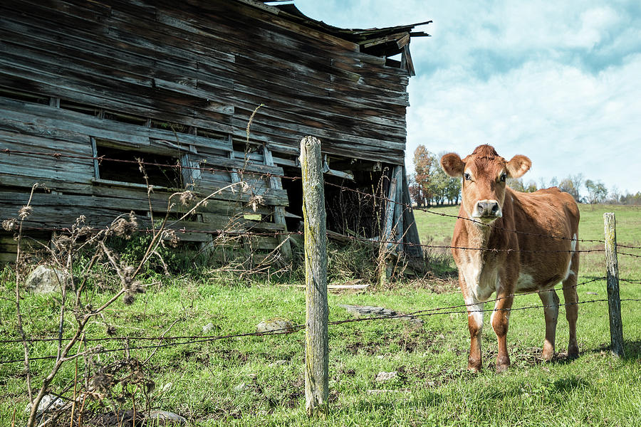 Cow by the old barn, Earlville NY Photograph by Gary Heller