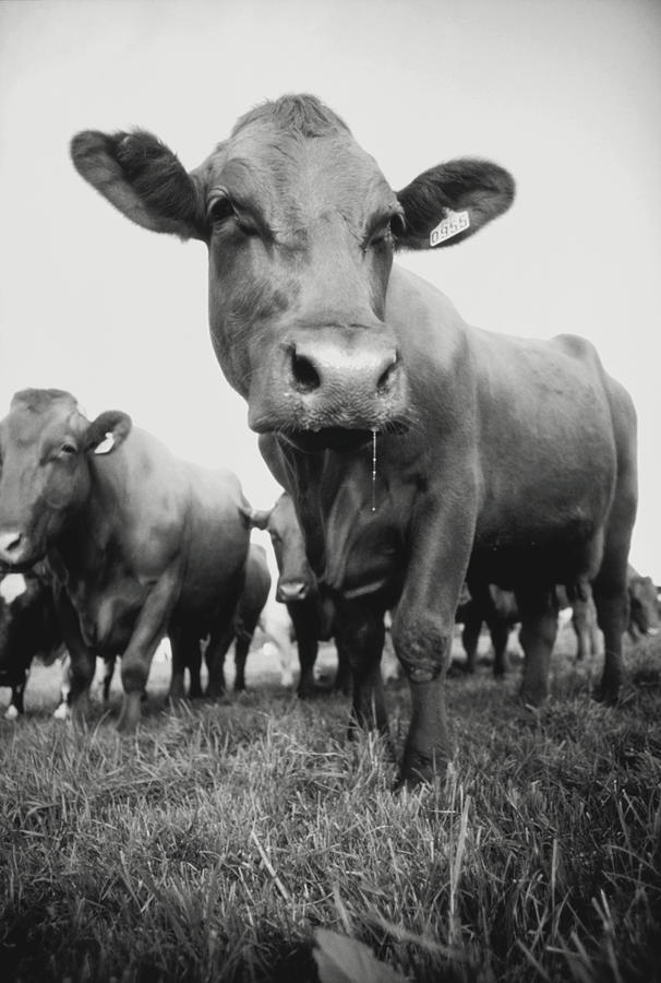 Cow, Close-up, B&w Photograph by David De Lossy