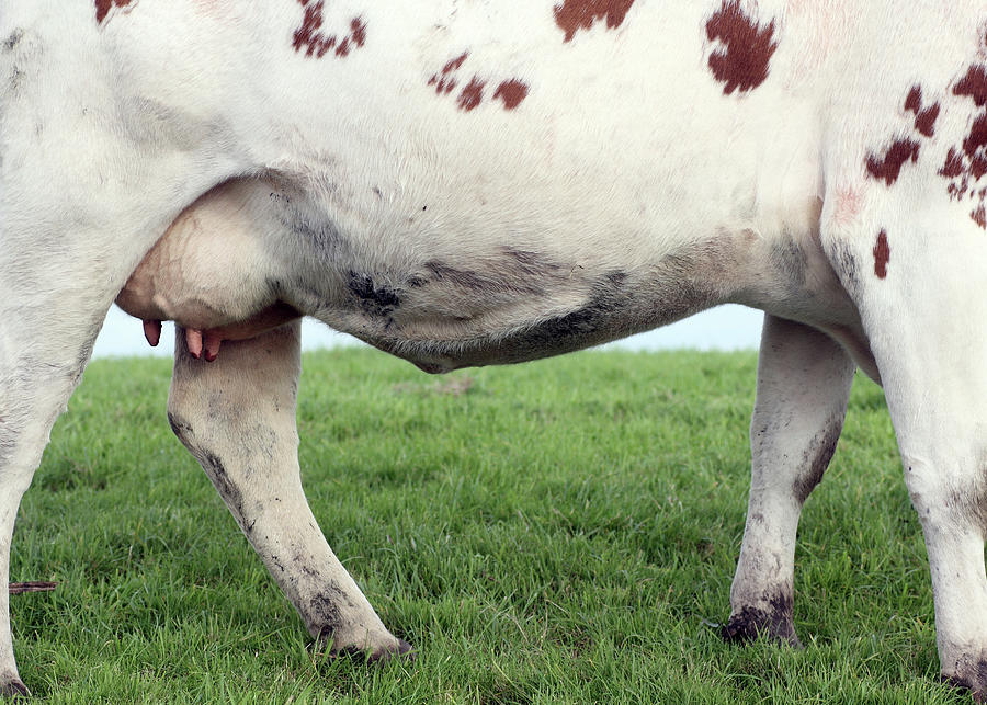 Cow Close-up Photograph by Marcel Ter Bekke