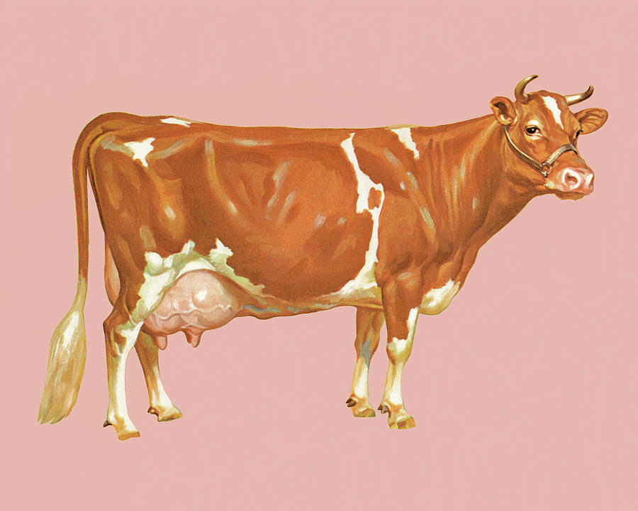 Vintage Drawing - Cow by CSA Images