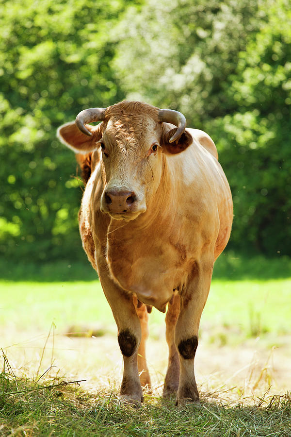 Cow Photograph by Drbouz