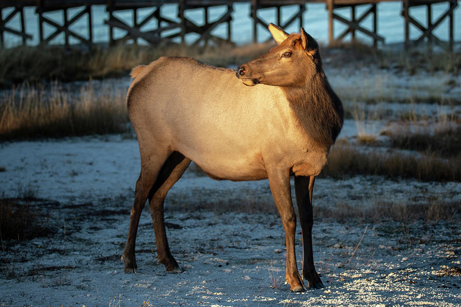 Cow Elk and sunset light  Photograph by Alex Mironyuk
