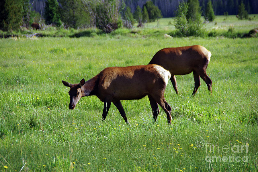 Cow Elk Grazing In A Meadow Photograph