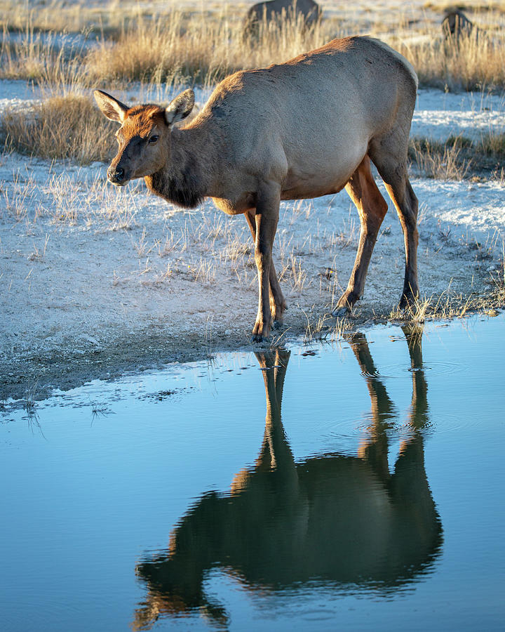 Cow Elk wit reflection in the water Photograph by Alex Mironyuk