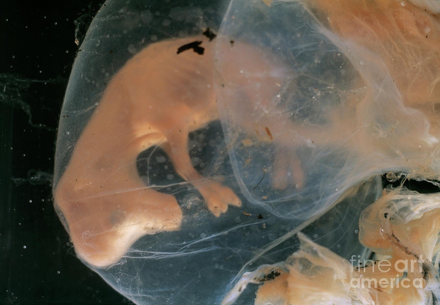 Cow Embryo Photograph By Daniel Sambraus Science Photo Library Pixels