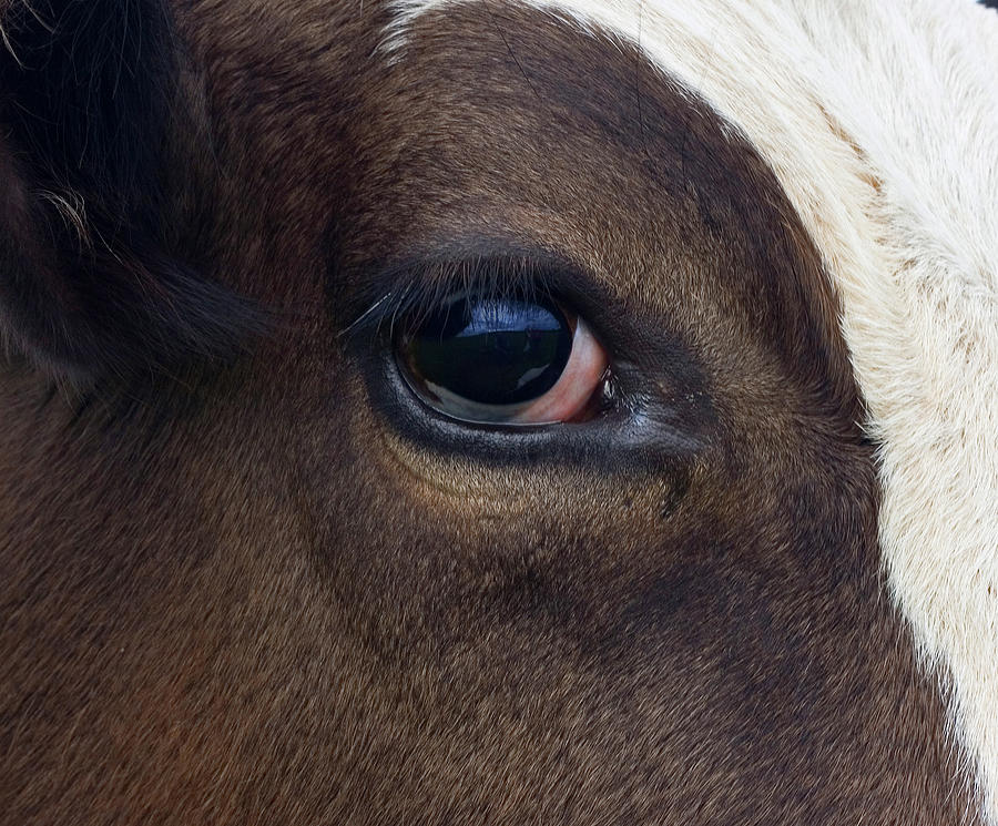 Cow Eye Photograph by Agafon