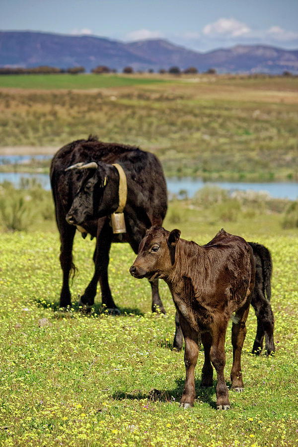 Cow Family Photograph by Ondacaracola Photography