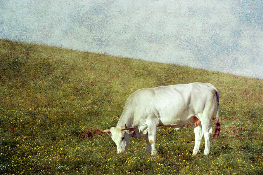 Cow Grazing Photograph by Christiana Stawski