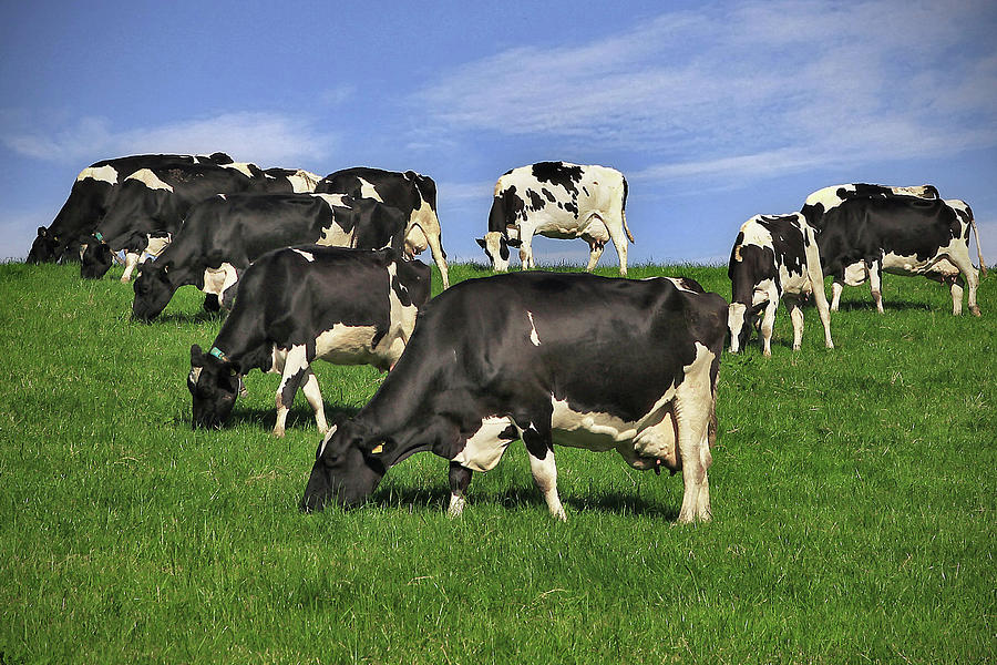 Cow Grazing Photograph by Photograph Taken By Alan Hopps