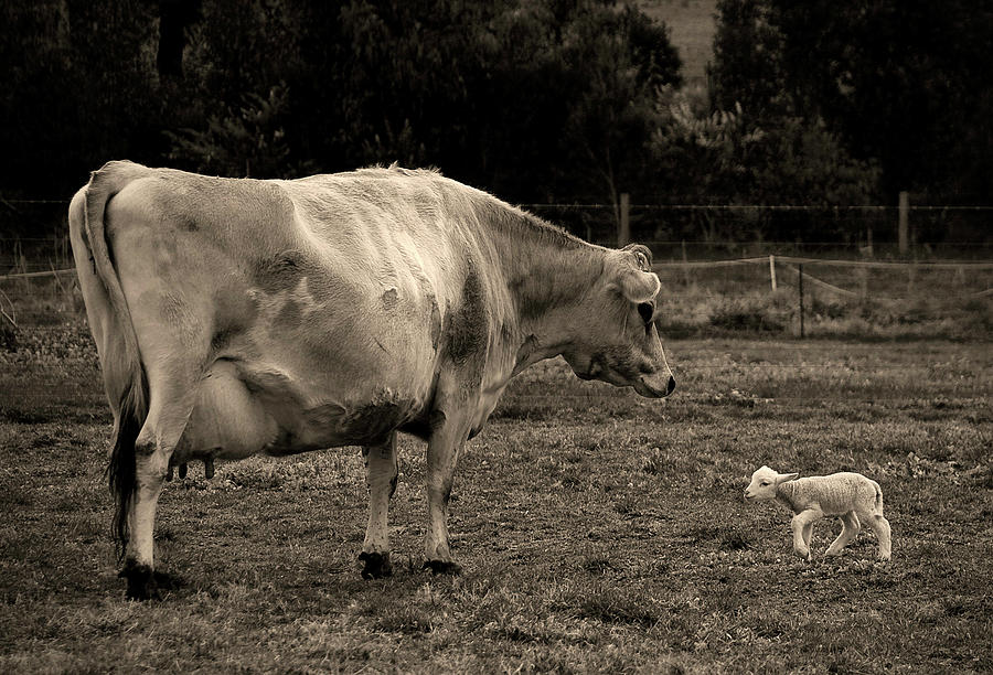 Cow Greets New Lamb Photograph by Karena Goldfinch
