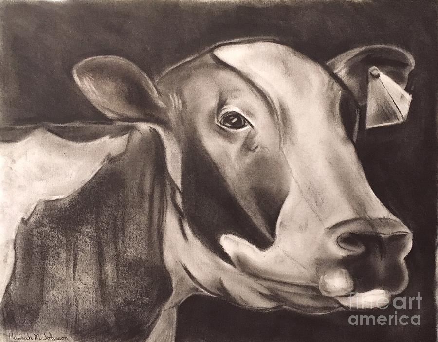 Cow Drawing by Hannah Johnson