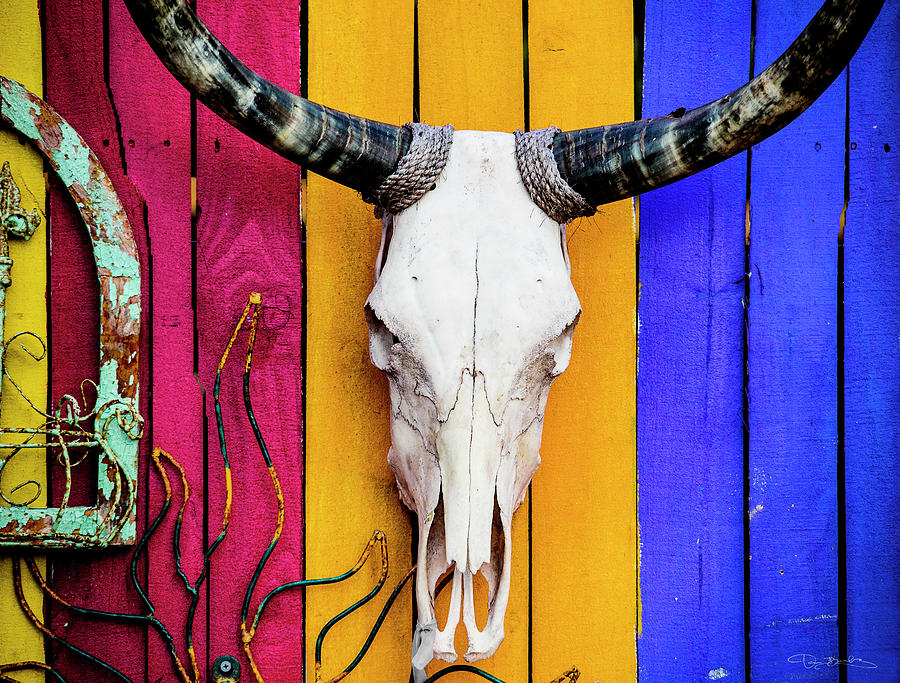 Cow Head Skeleton Hanging On Colorful Wall Photograph by Dan Barba