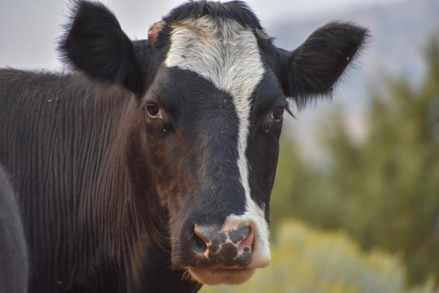 Cow Headshot Photograph by Riley Bradford - Fine Art America