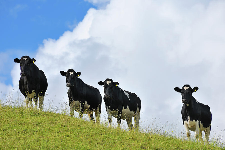 Cow Herd On Meadow Photograph by Raimund Linke