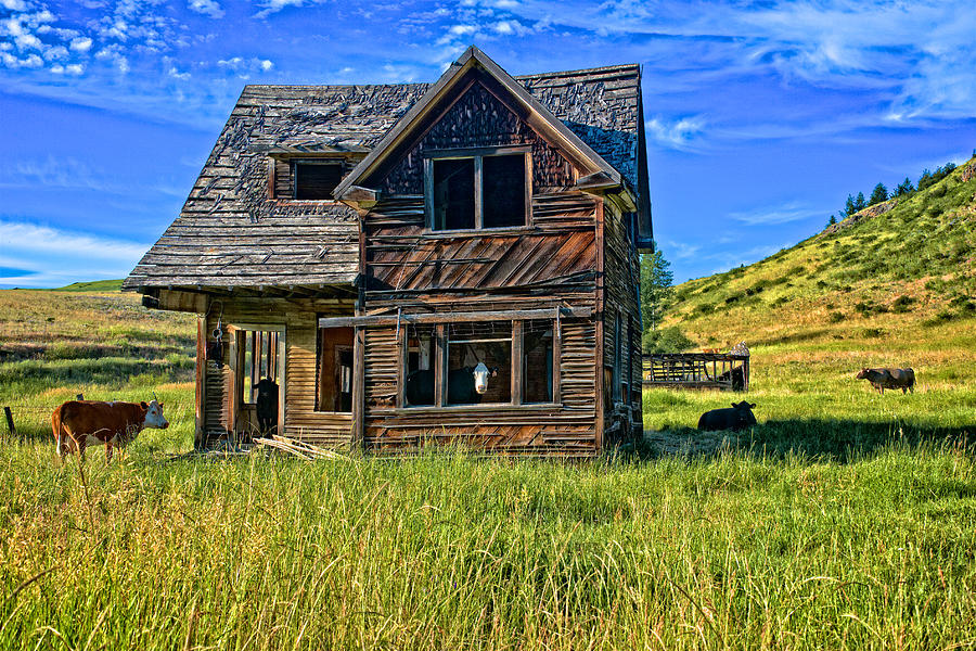 Cow House Photograph by Ed Broberg