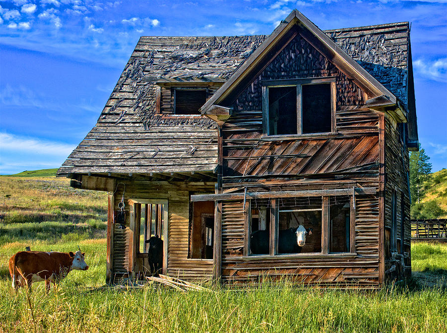 Cow House2 Photograph by Ed Broberg