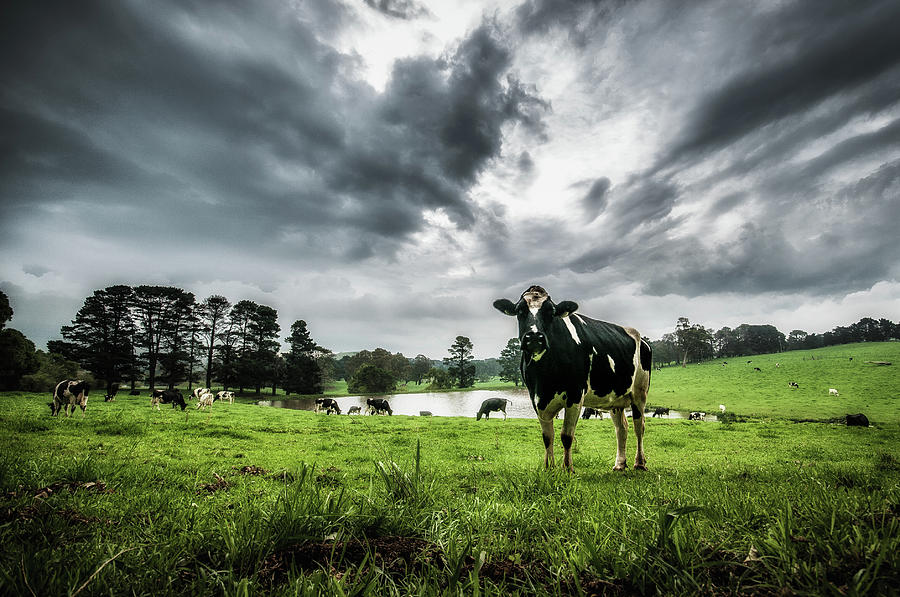 Cow In A Field Photograph by Grant Galbraith