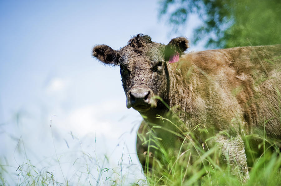 Cow In A Field Photograph by Nerida Mcmurray Photography