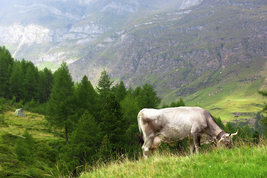 Cow In A Pasture Photograph by Moreiso