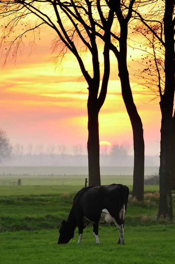 Cow In A Sunset Photograph by Sjo