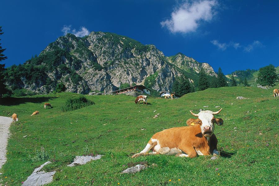 Cow In Alpine Pasture Digital Art by Otto Stadler