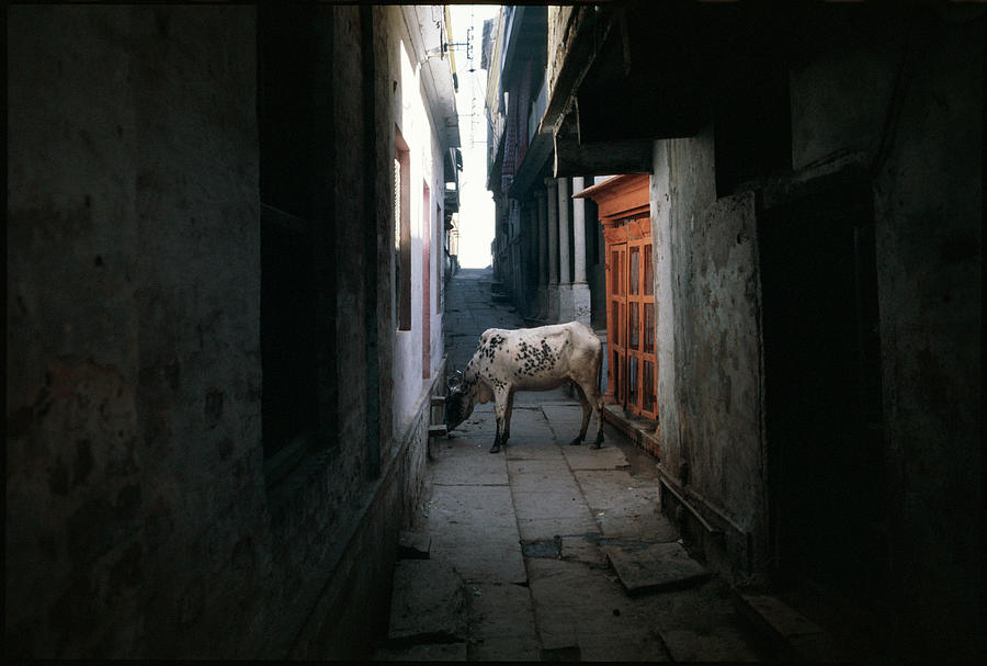 Cow In An Alleyway Photograph by Chris Protopapas