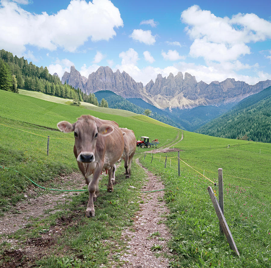 Cow In Field, Dolomites, Italy Digital Art by Johanna Huber
