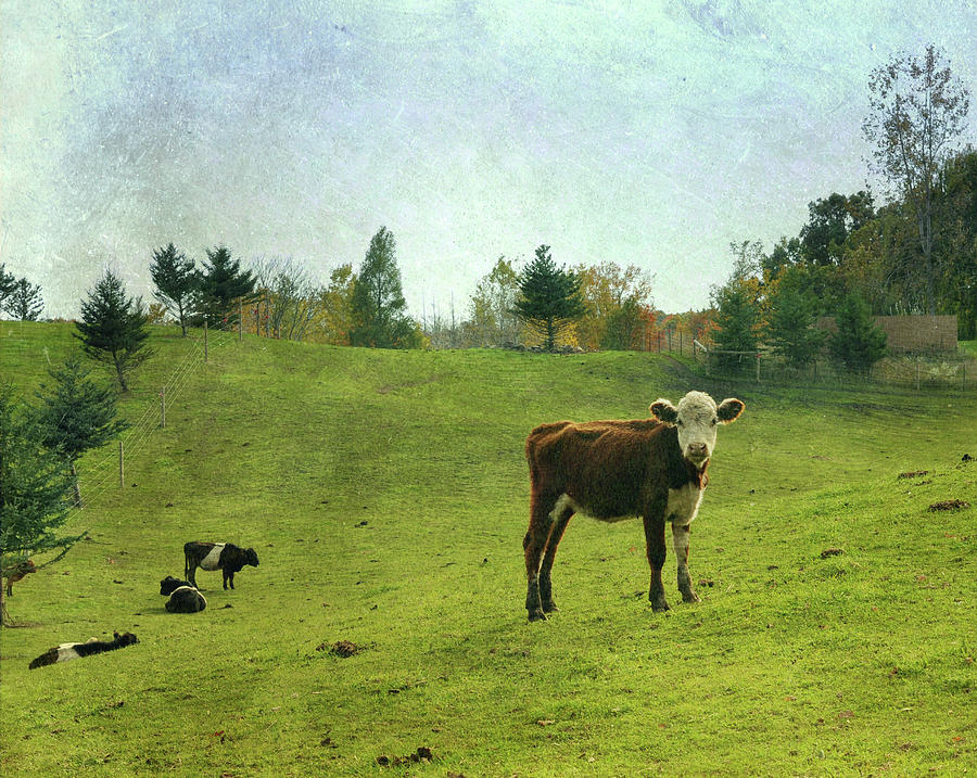 Cow In Field Photograph by Lynn Harris - The Little Red Hen