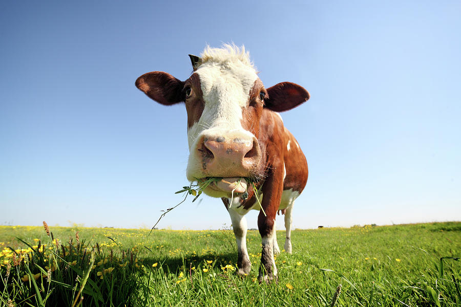Cow In Field Photograph by Marcel Ter Bekke