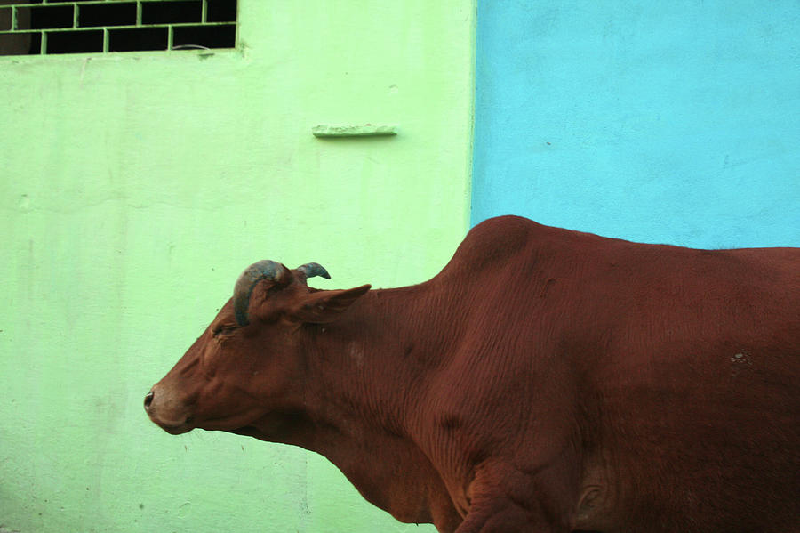 Cow Photograph - Cow In Omkareshwar by Mitul Desai Photography