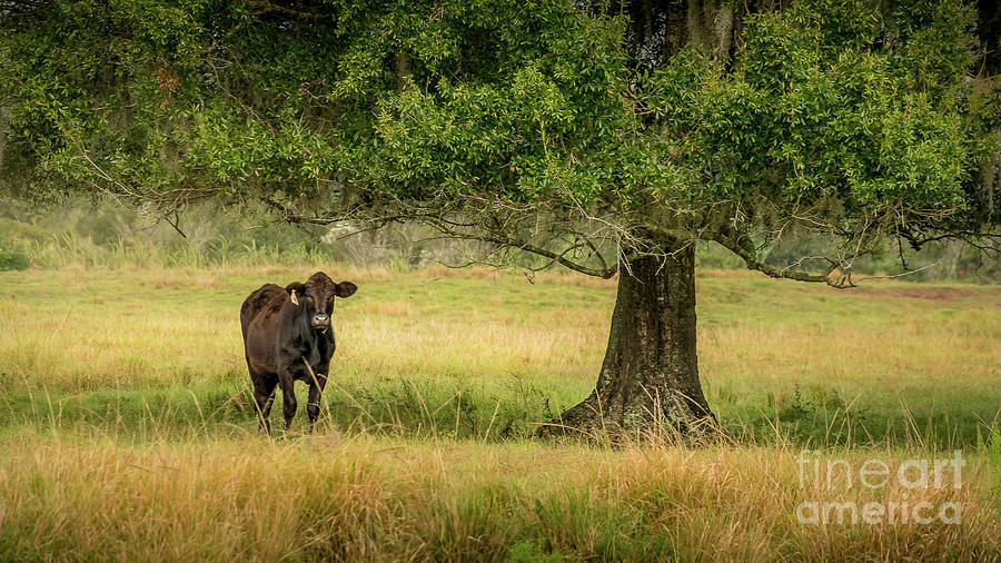 Cow in Peace, Rural Florida Photograph by Liesl Walsh