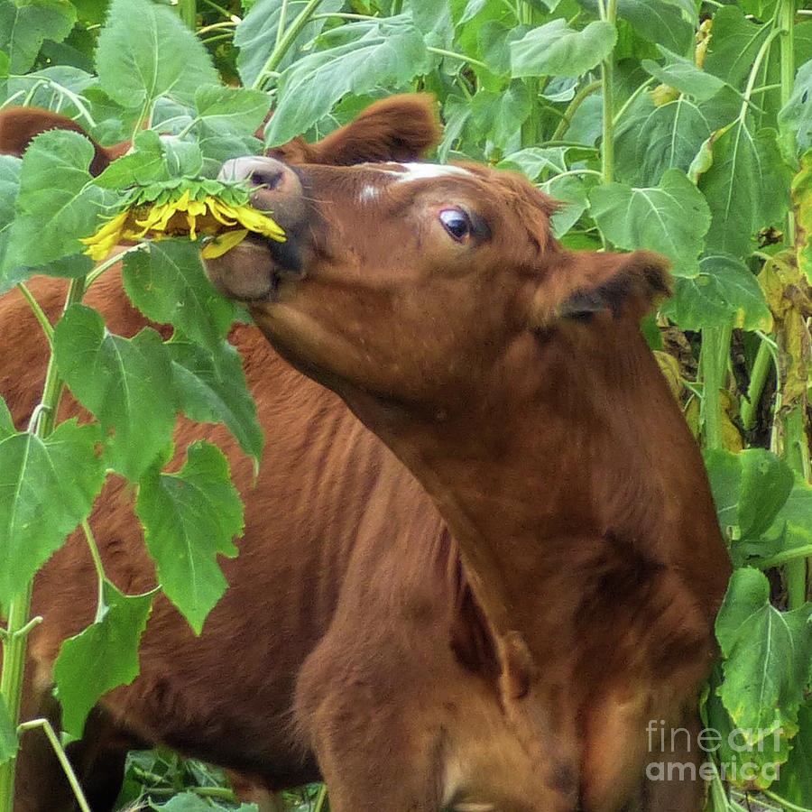 Cow in Sunflower Field Photograph by Laura Atkinson - Fine Art America