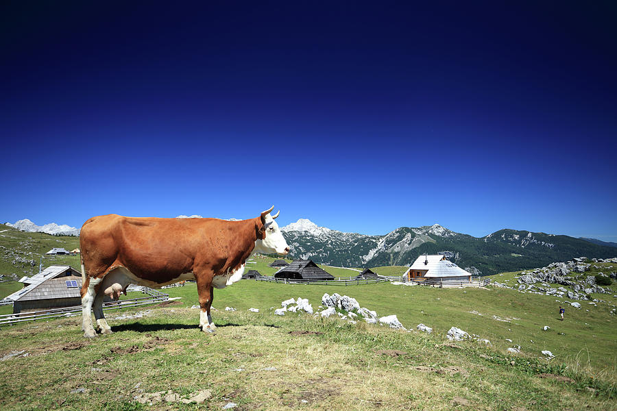 Cow In The Alps Photograph by Mura