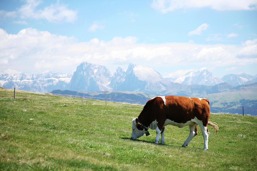 Cow In The Dolomites Photograph by Ra-photos