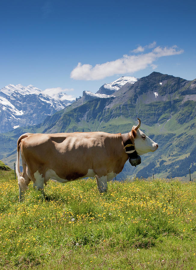 Cow In The Swiss Alps Photograph by Barbara Pinter Photography