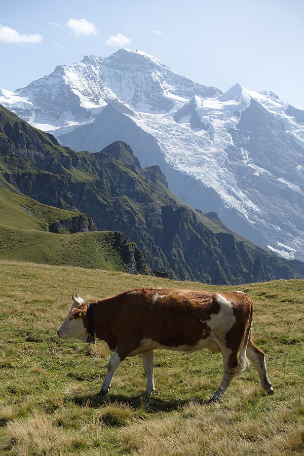 Cow in the Swiss Alps Photograph by Patricia Caron