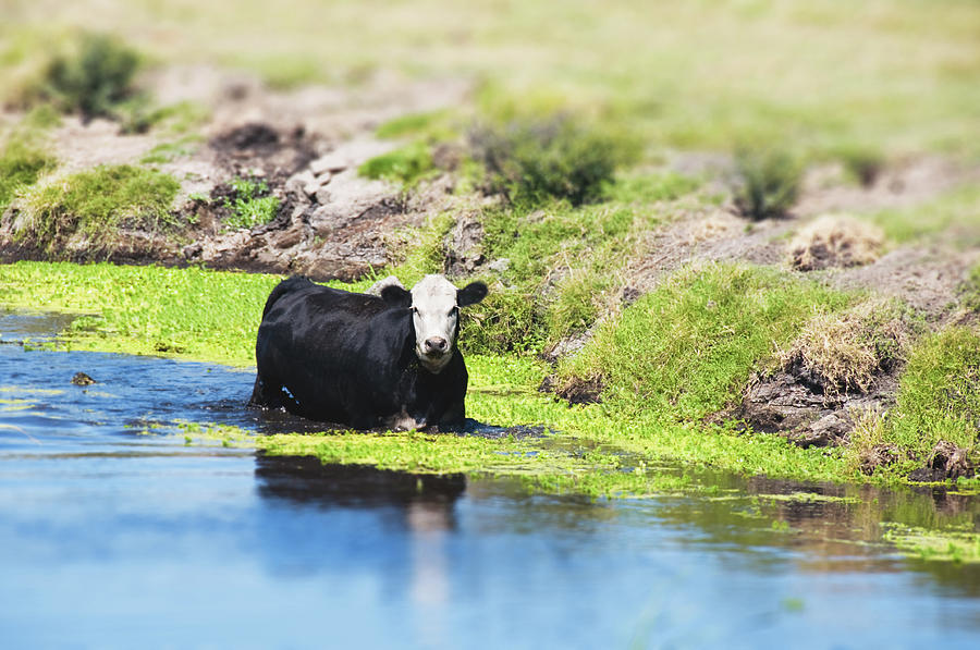 Cow In The Water Tilt Shift Photograph by Toddarbini