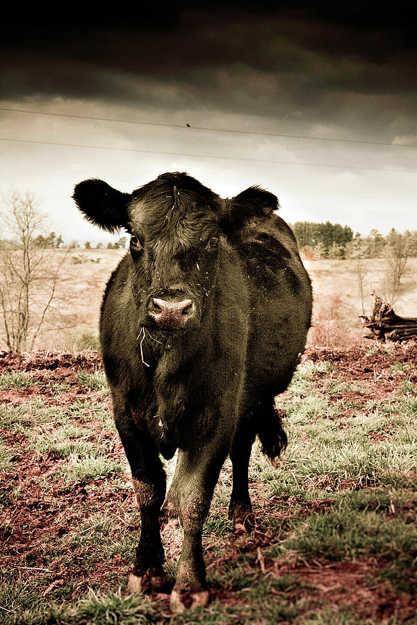 Cow in the Winter Pasture  Photograph by Gray  Artus