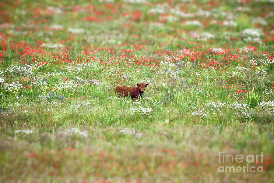 Cow in wild flower meadow Photograph by Simon Bratt