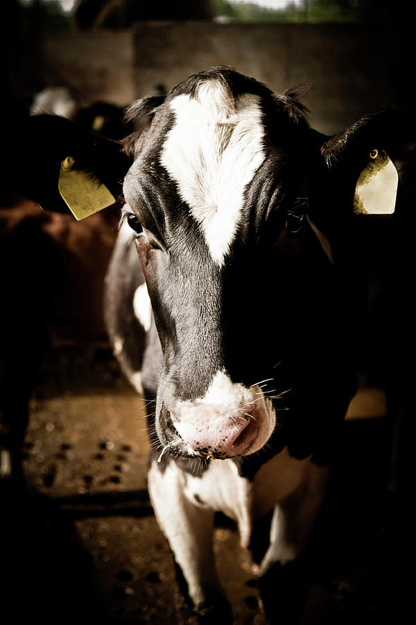 Cow Inside The Farm Photograph by Mauro grigollo