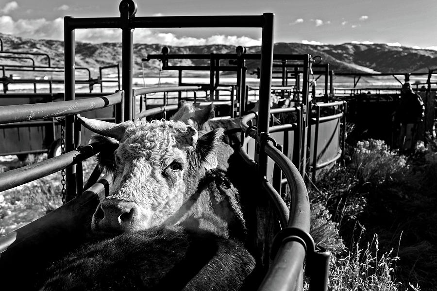 Cow Photograph by Julieta Belmont