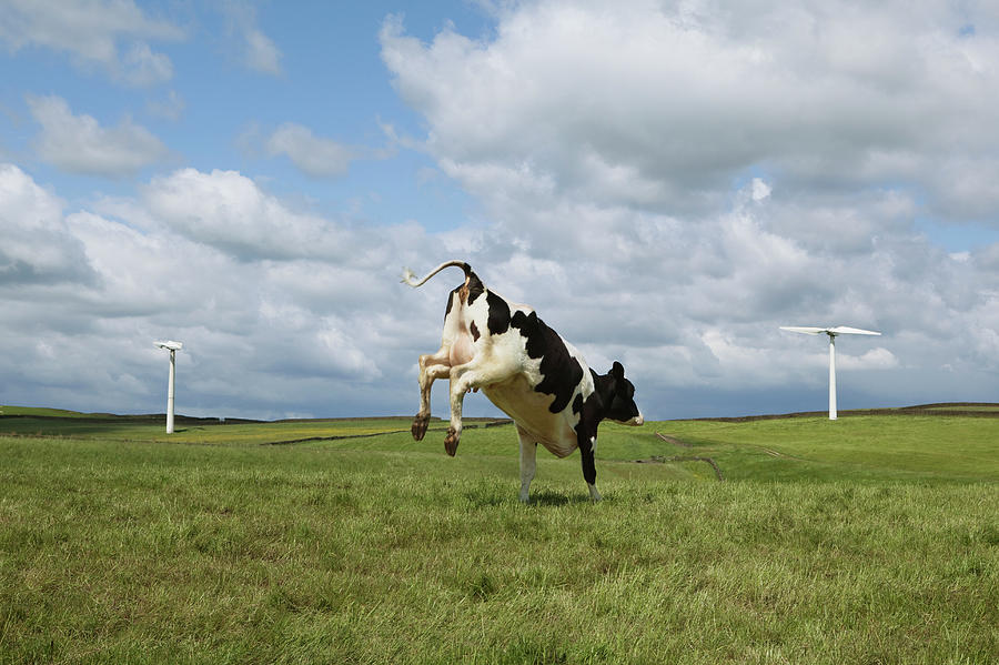 Cow Jumping In Field Photograph by Clarissa Leahy