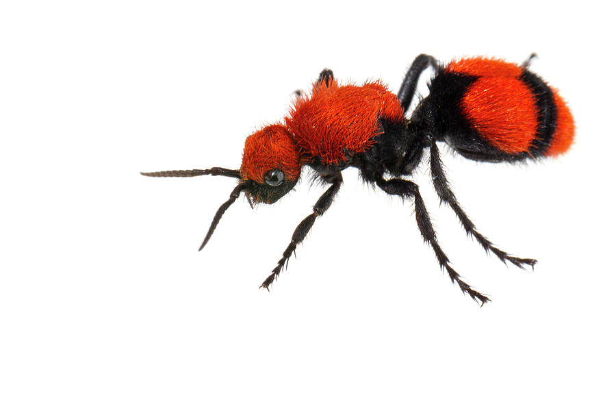 Cow Killer Velvet Ant, Tuscaloosa County, Alabama, Usa Photograph by