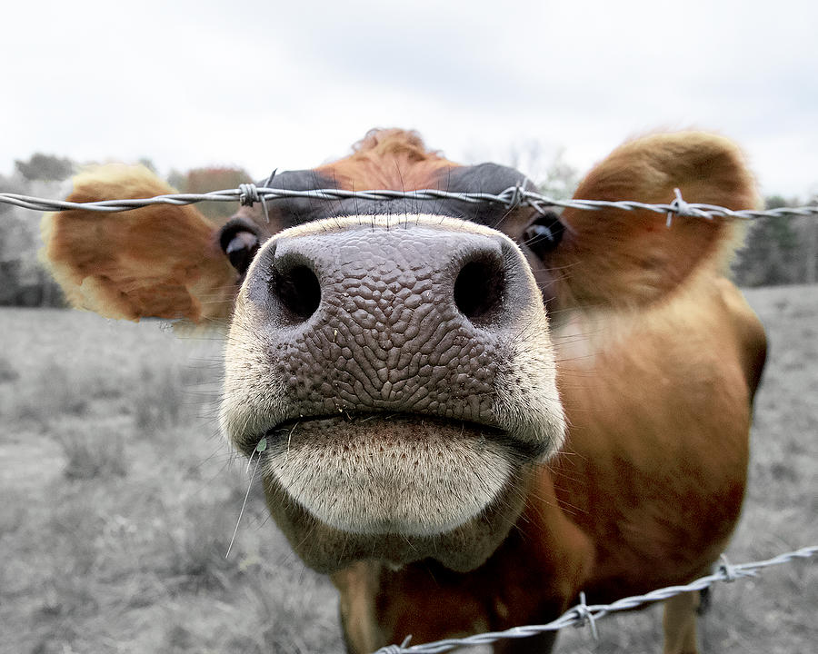 Cow Knows Photograph by Jon W Wallach
