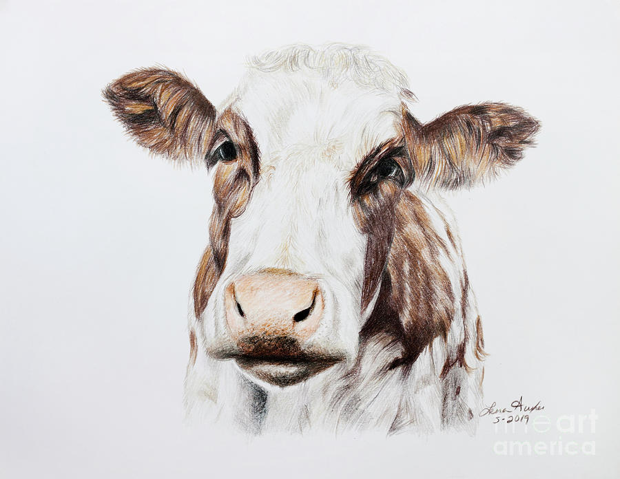 Cow Drawing by Lena Auxier | Fine Art America