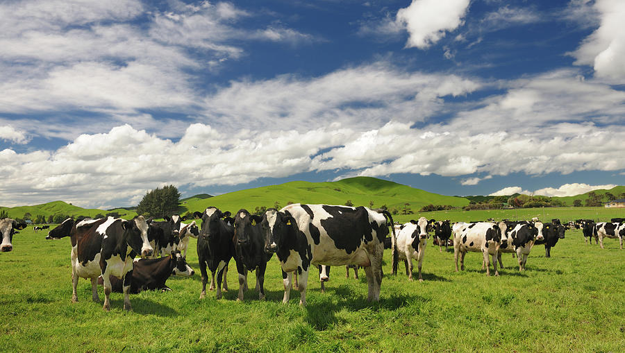 Cow Livestock, New Zealand Xxxl Photograph by 4fr