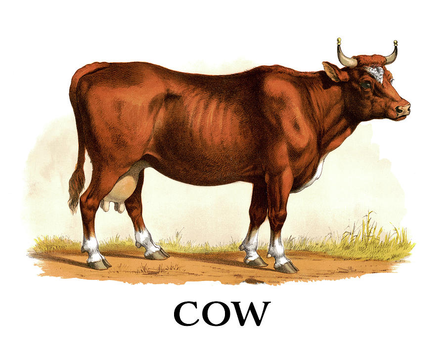 How to Draw a Cow: A Step-by-Step | How to Mimi Panda