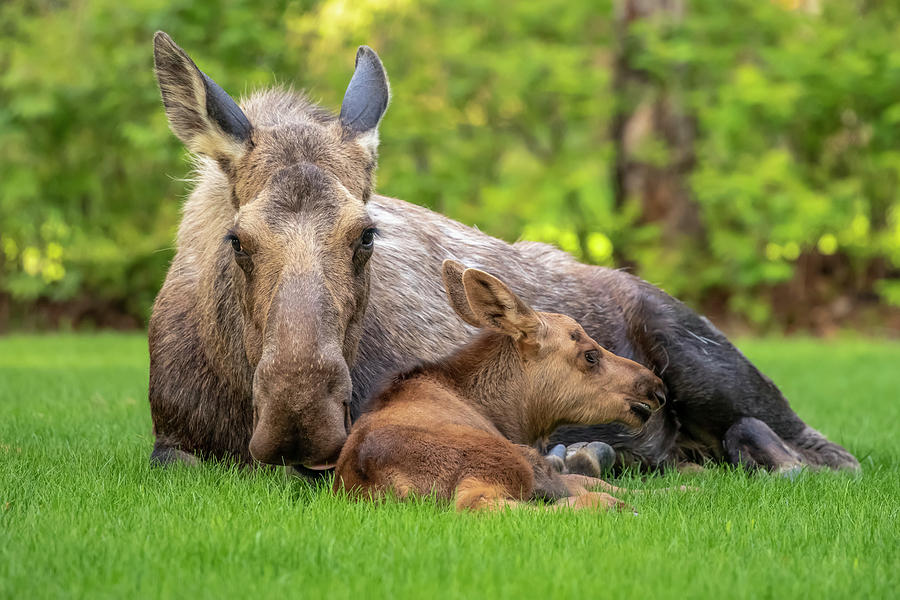 Cow Moose Alces Alces With Calf Rests Photograph By Doug Lindstrand 